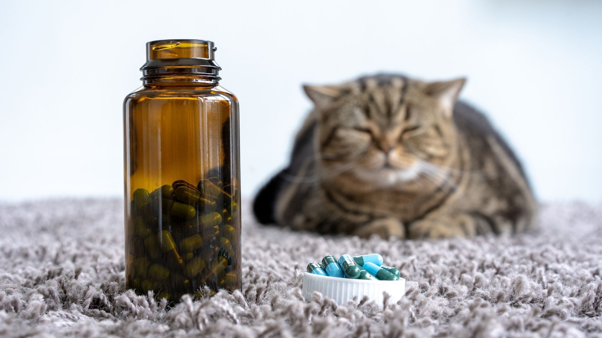 2023 Guide Top 6 Best Cat Vitamins or Supplements in Malaysia